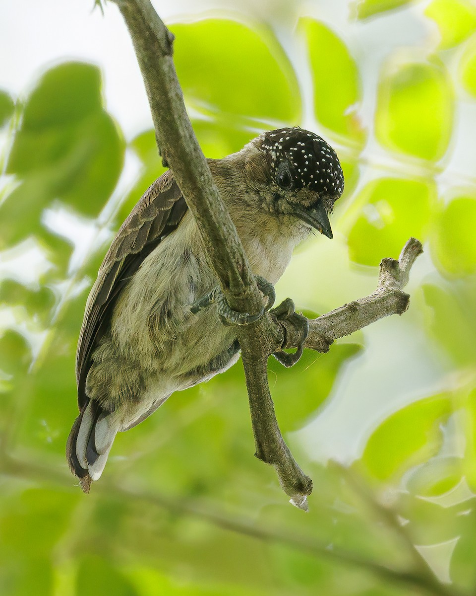 Grayish Piculet - ML622434720