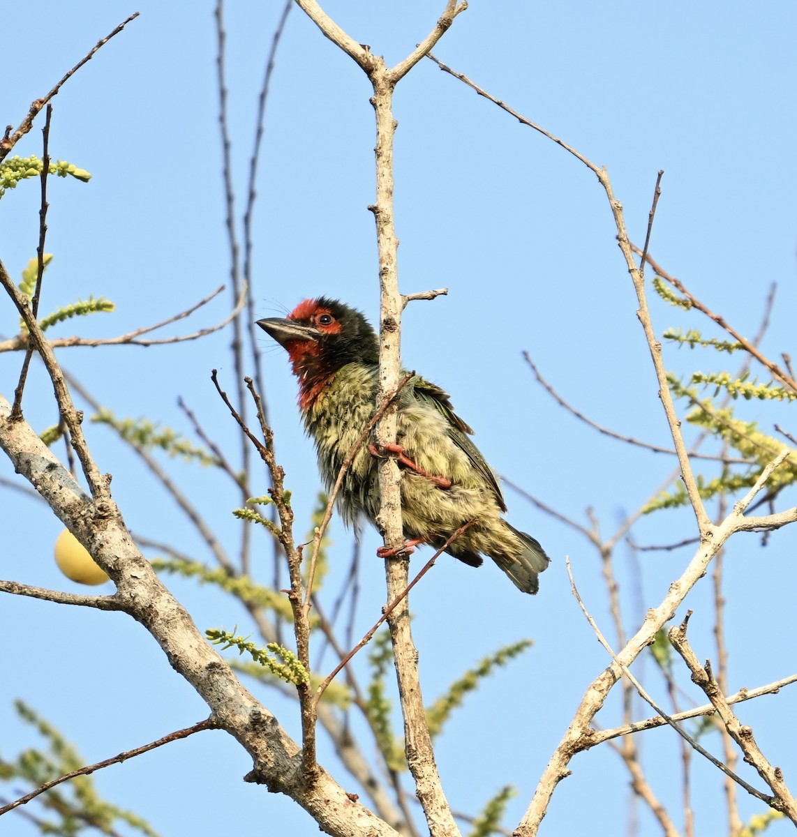 Barbu à plastron rouge (roseus) - ML622434723