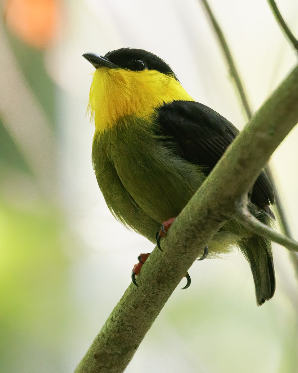 Golden-collared Manakin - ML622434726