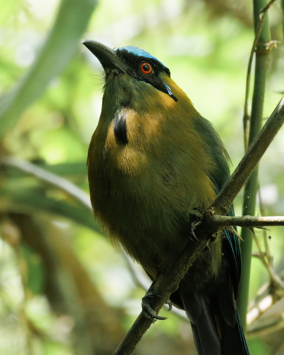 Andean Motmot - ML622434739