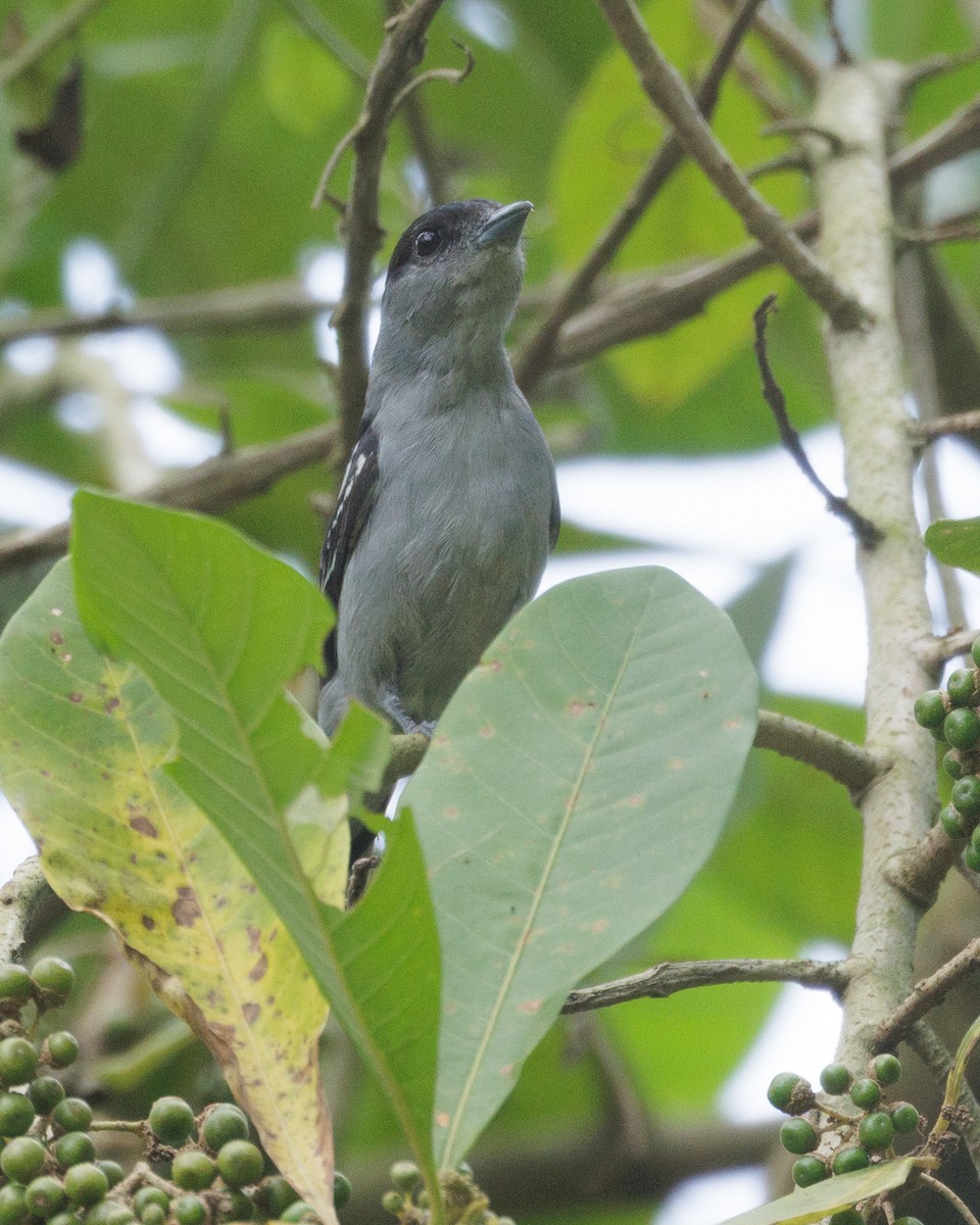 White-winged Becard - ML622434740