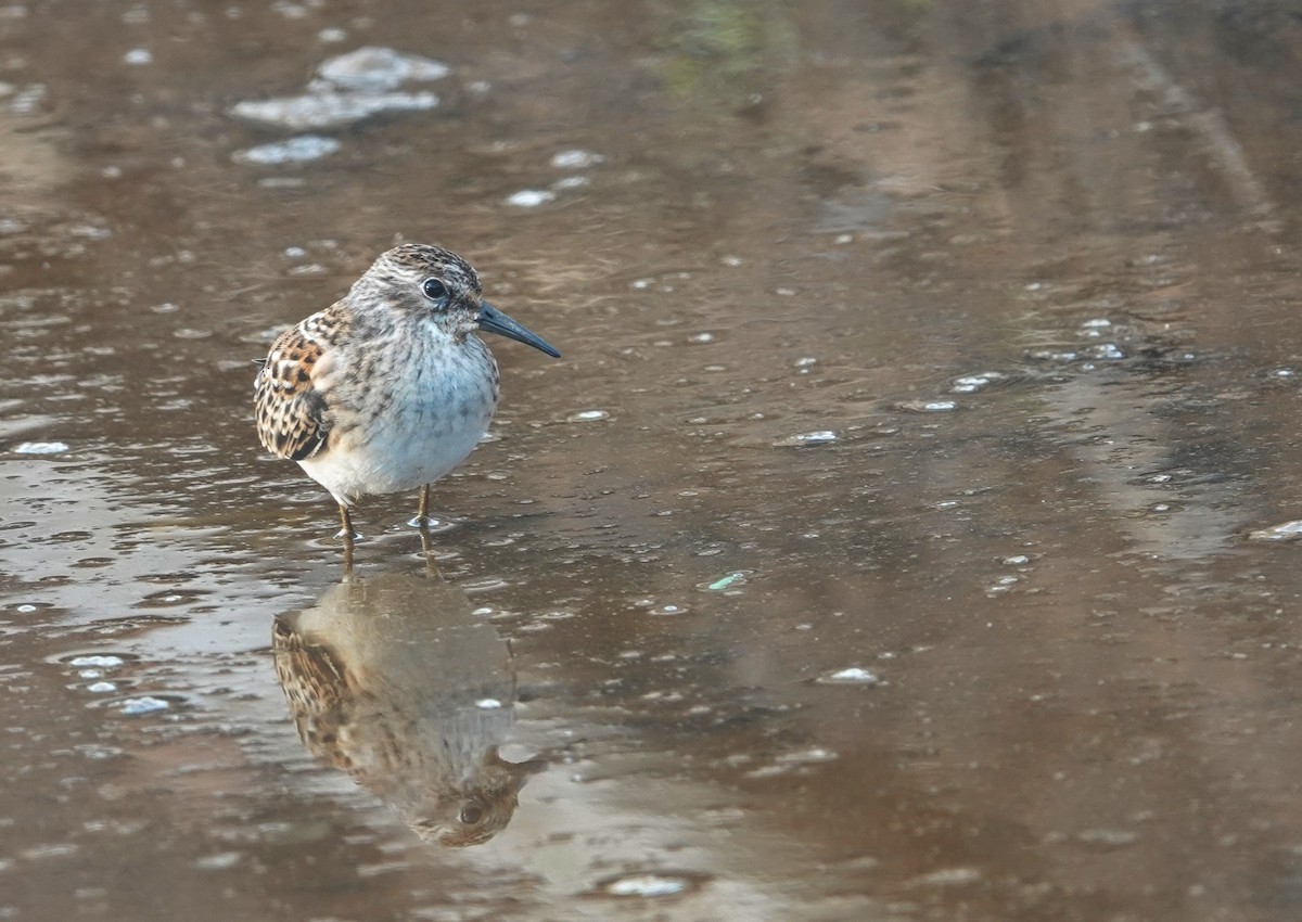 Least Sandpiper - ML622434746