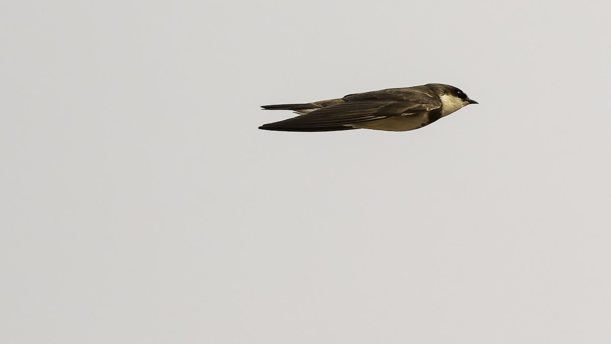 Banded Martin - ML622434799