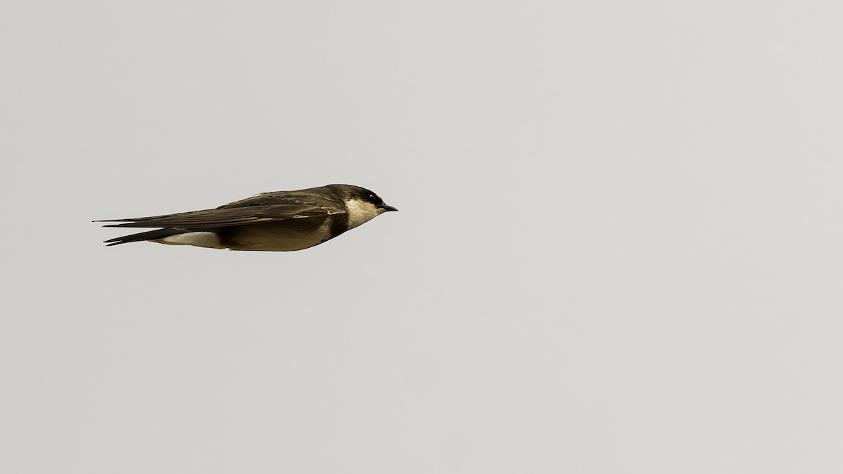 Banded Martin - ML622434800