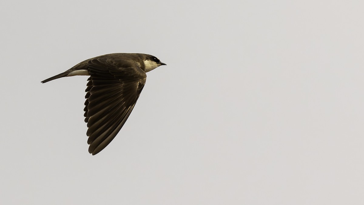 Banded Martin - ML622434801