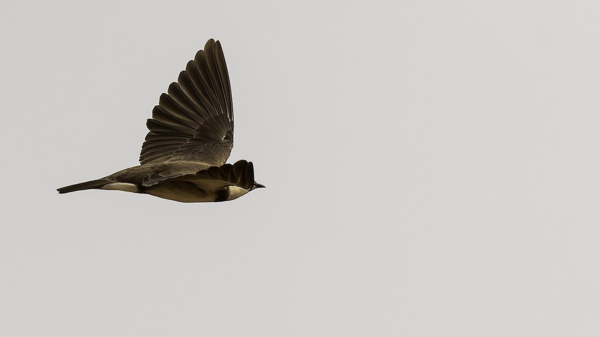 Banded Martin - ML622434802