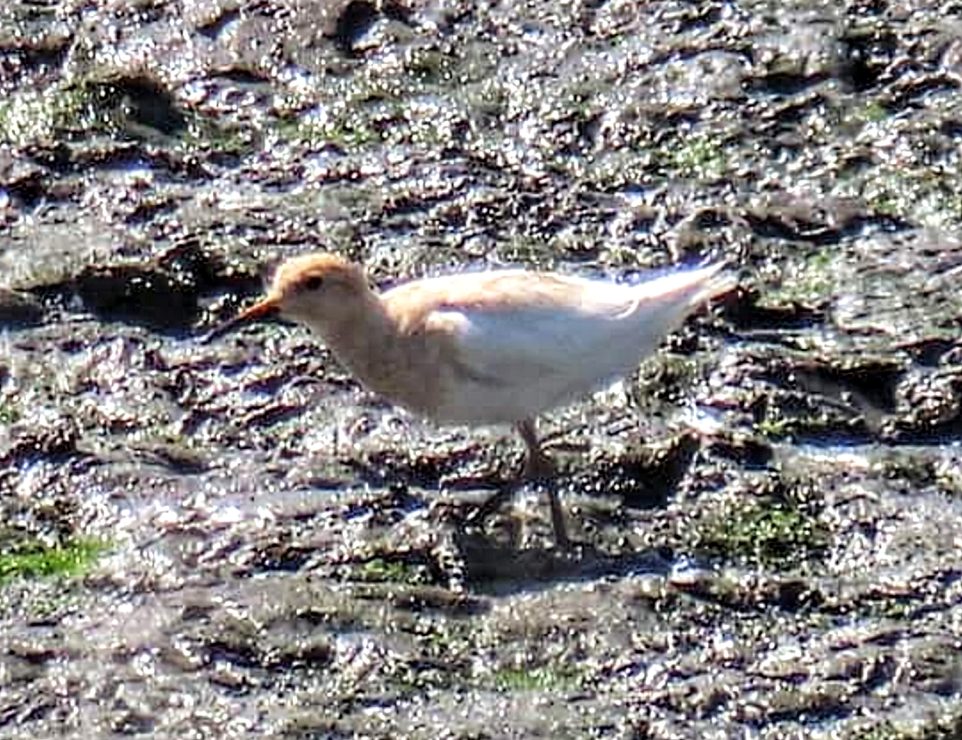 美洲尖尾濱鷸 - ML622434896