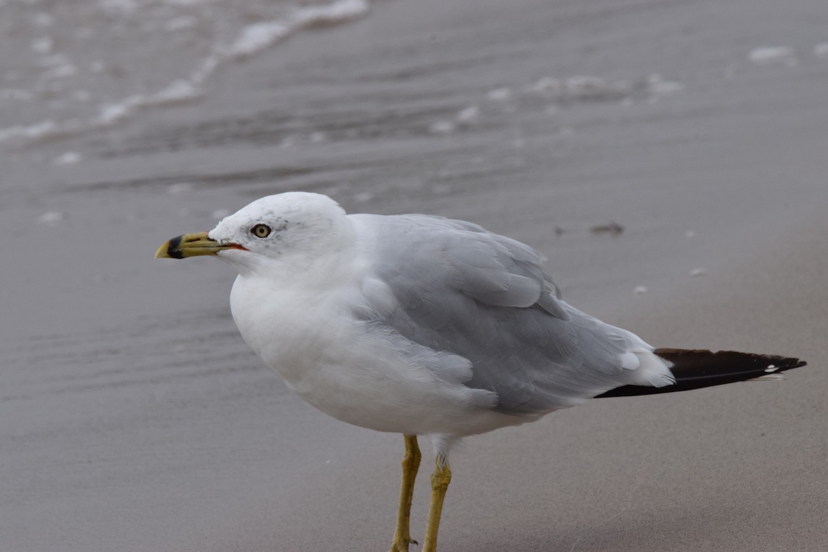 Ring-billed Gull - ML622434969