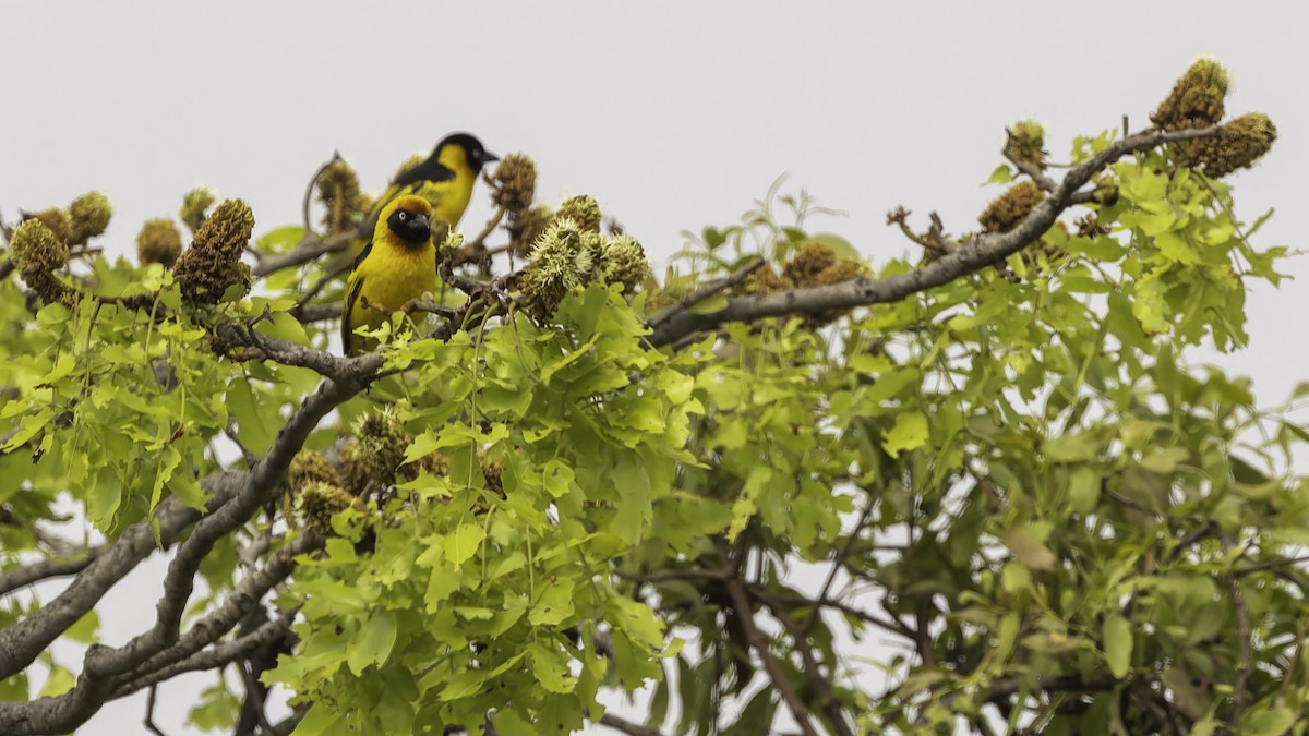 Black-chinned Weaver - ML622435018