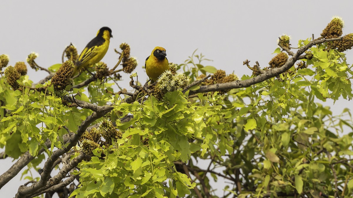 Black-chinned Weaver - ML622435020