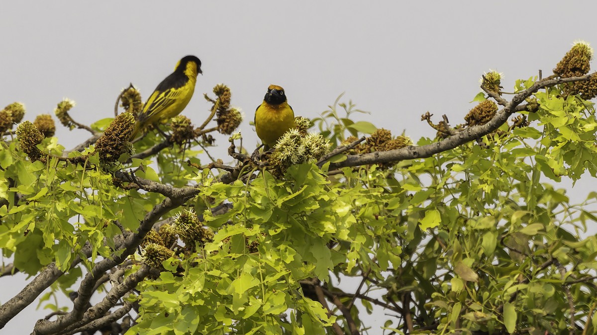 Black-chinned Weaver - ML622435021