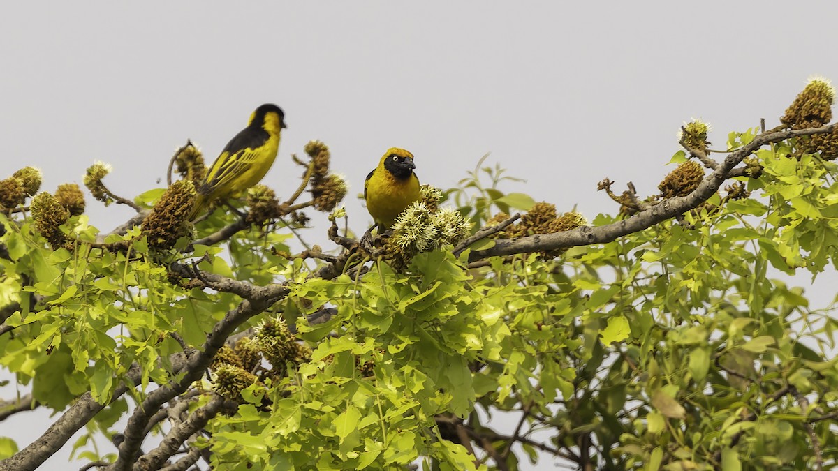 Black-chinned Weaver - ML622435022