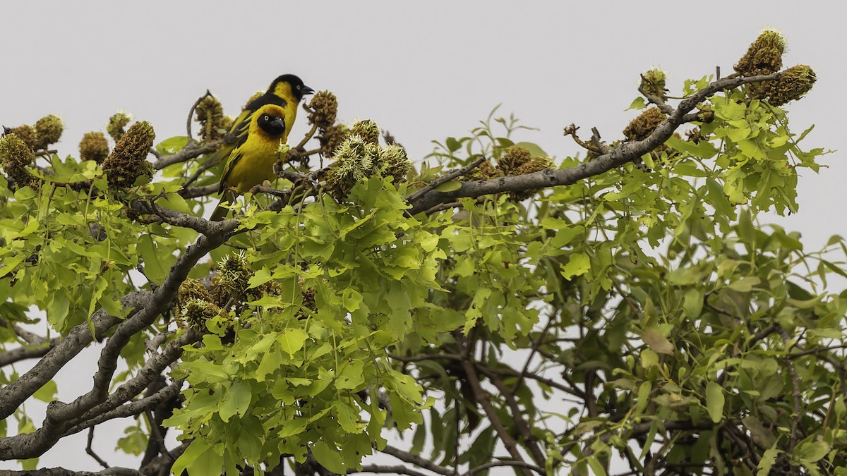 Black-chinned Weaver - ML622435023