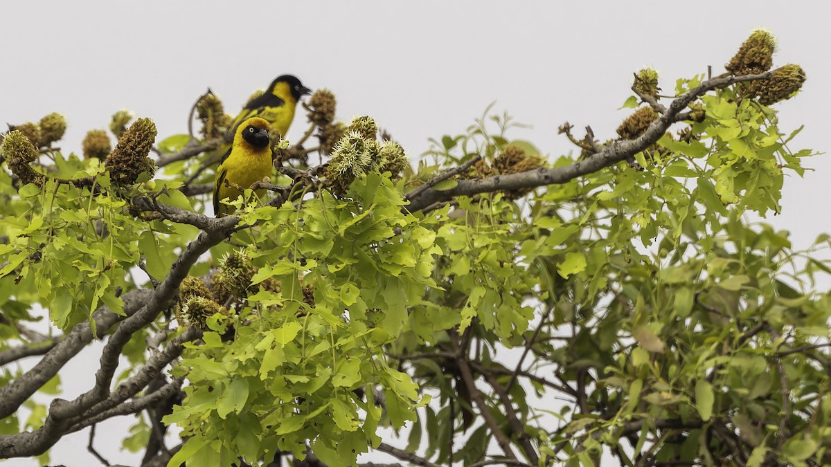 Black-chinned Weaver - ML622435024