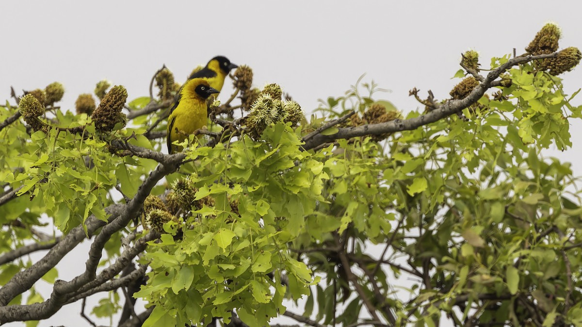 Black-chinned Weaver - ML622435025
