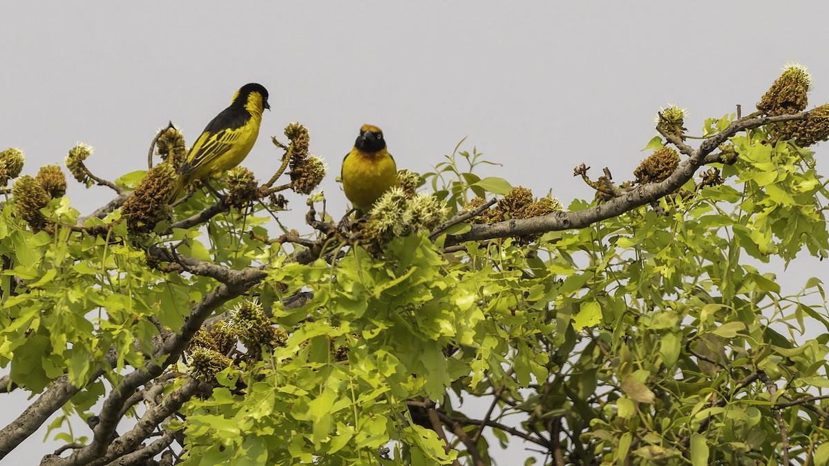 Black-chinned Weaver - ML622435026