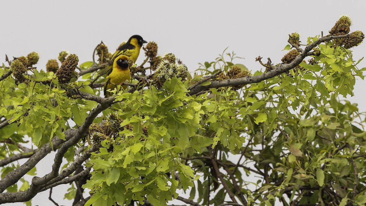 Black-chinned Weaver - ML622435027