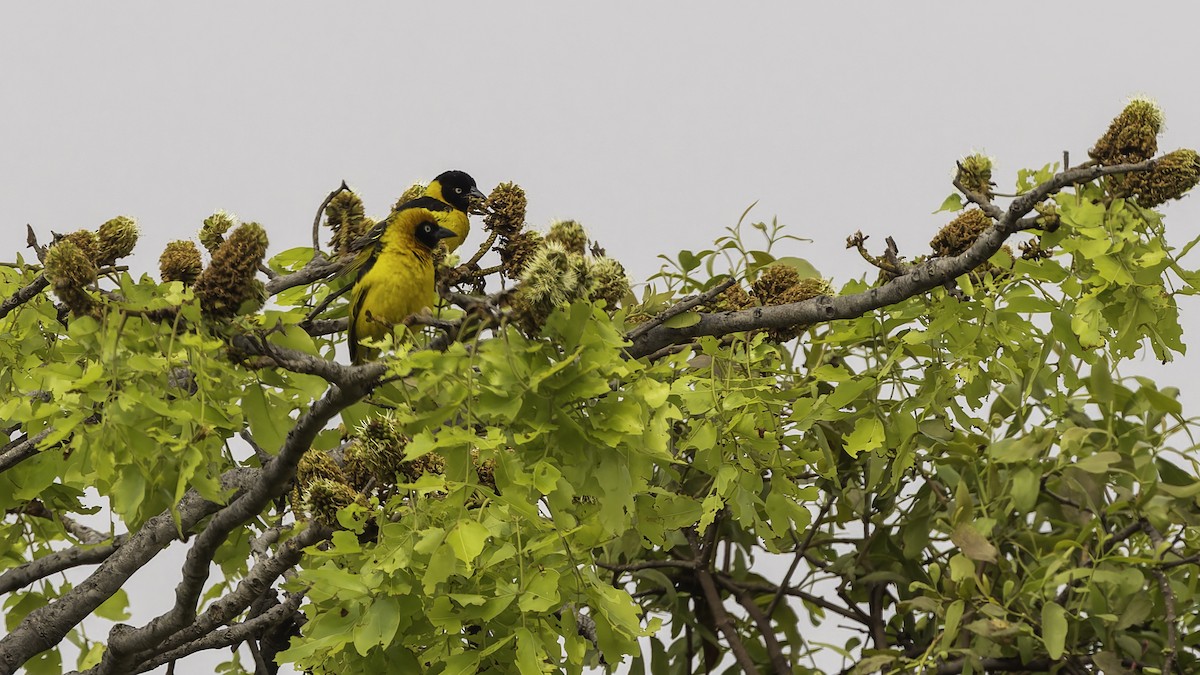 Black-chinned Weaver - ML622435028