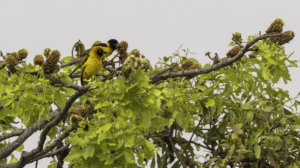 Black-chinned Weaver - ML622435029