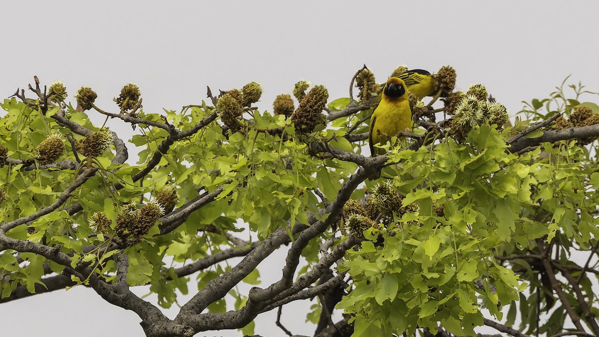 Black-chinned Weaver - ML622435030