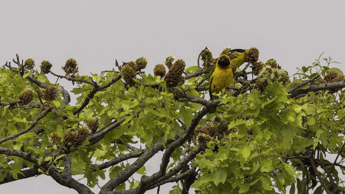 Black-chinned Weaver - ML622435031