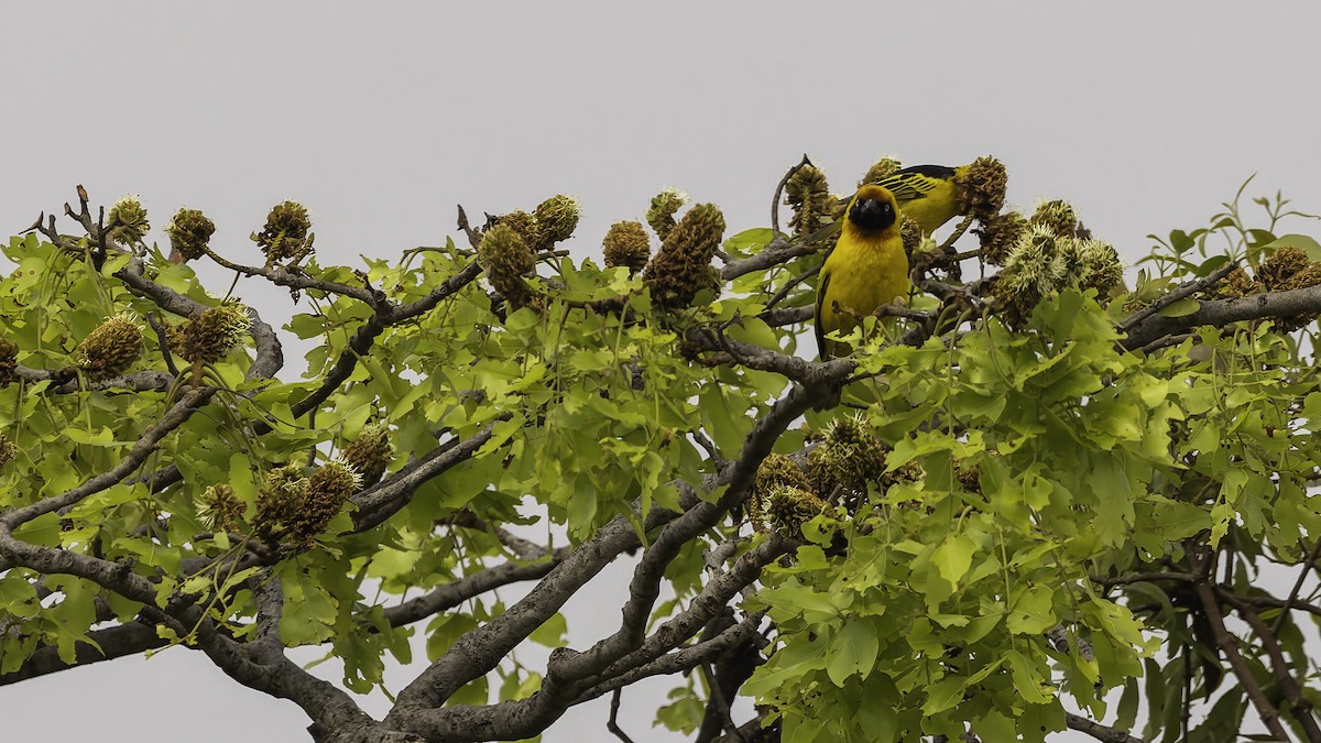 Black-chinned Weaver - ML622435032