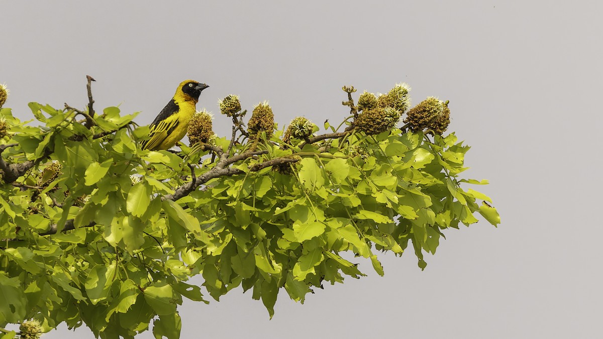 Black-chinned Weaver - ML622435036