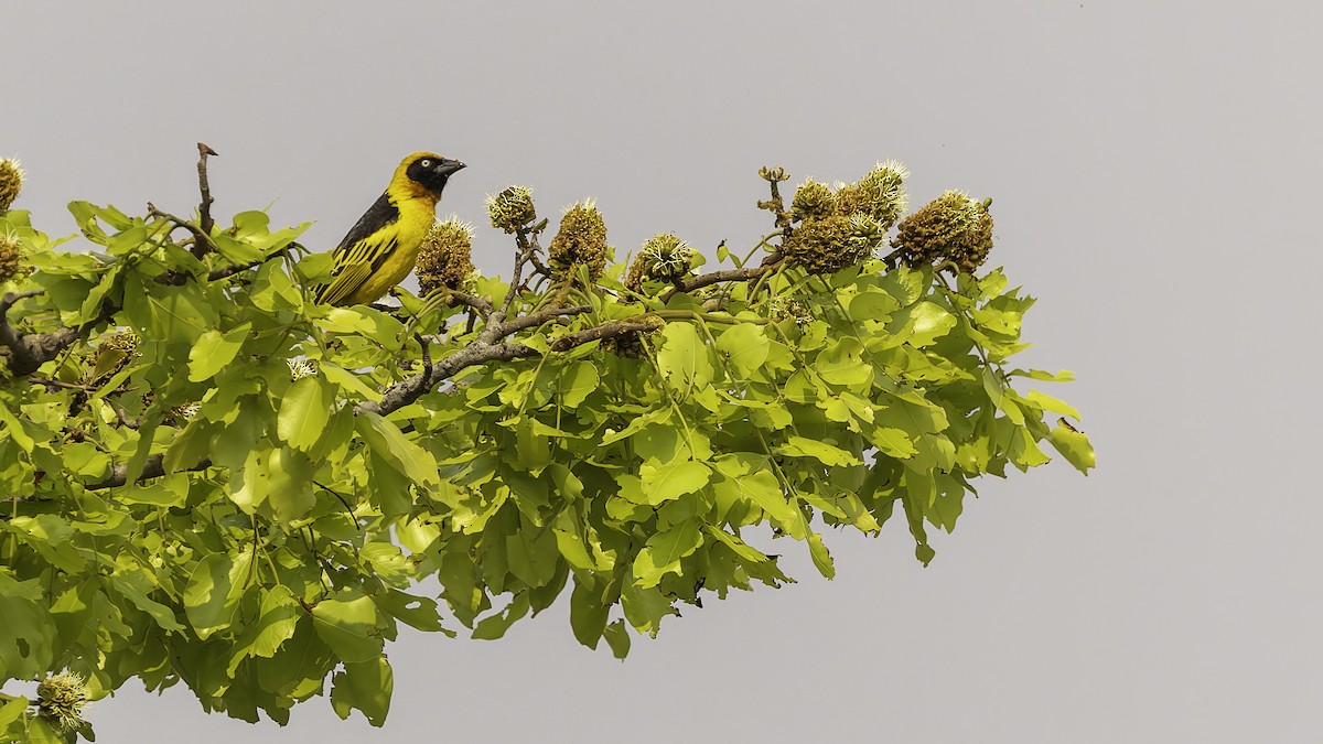 Black-chinned Weaver - ML622435038