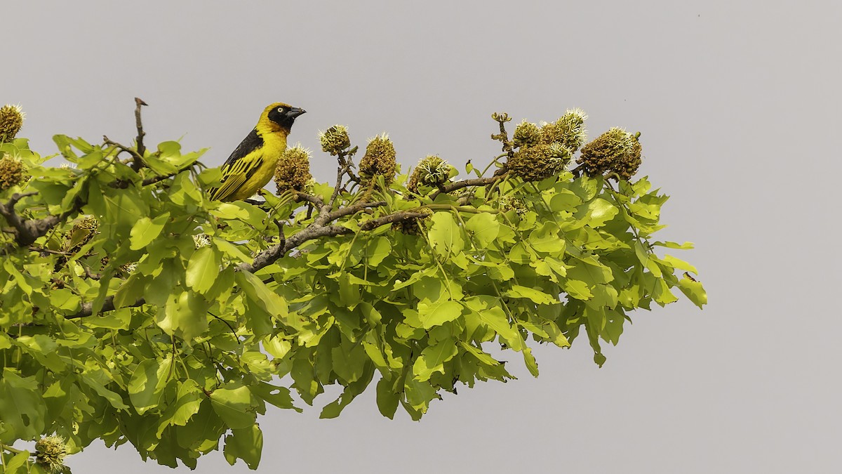 Black-chinned Weaver - ML622435039