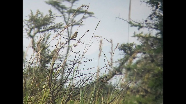 Fox's Weaver - ML622435066