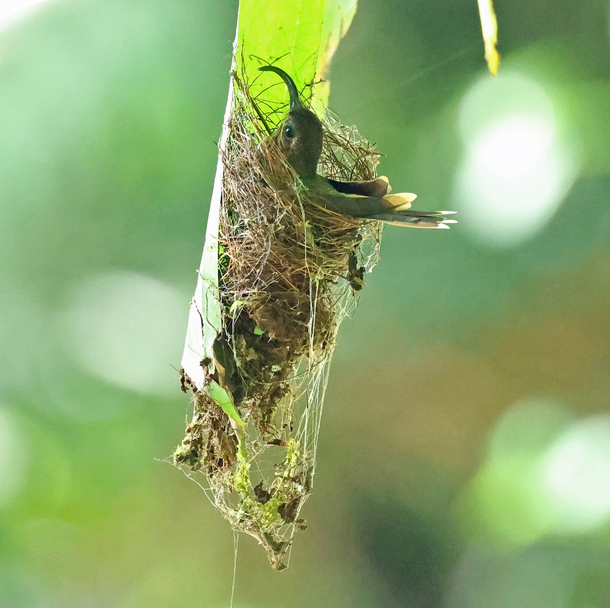 White-tipped Sicklebill - ML622435153