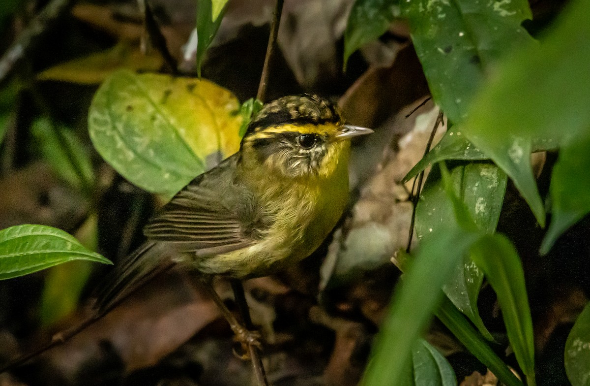 Yellow-throated Fulvetta - ML622435176