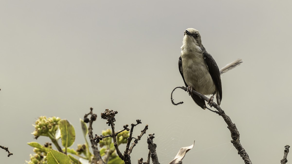 Gray Apalis (Angola) - ML622435179