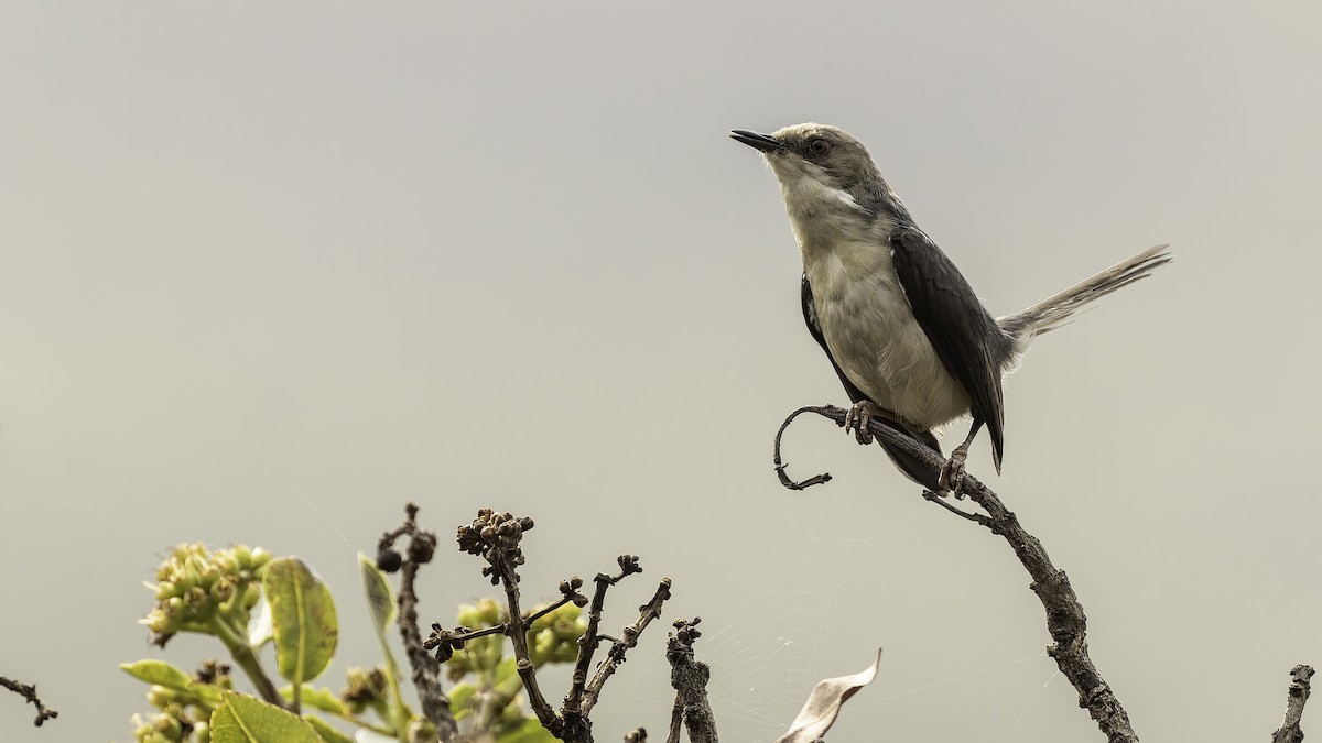 Gray Apalis (Angola) - ML622435180