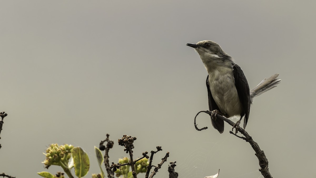 Gray Apalis (Angola) - ML622435181