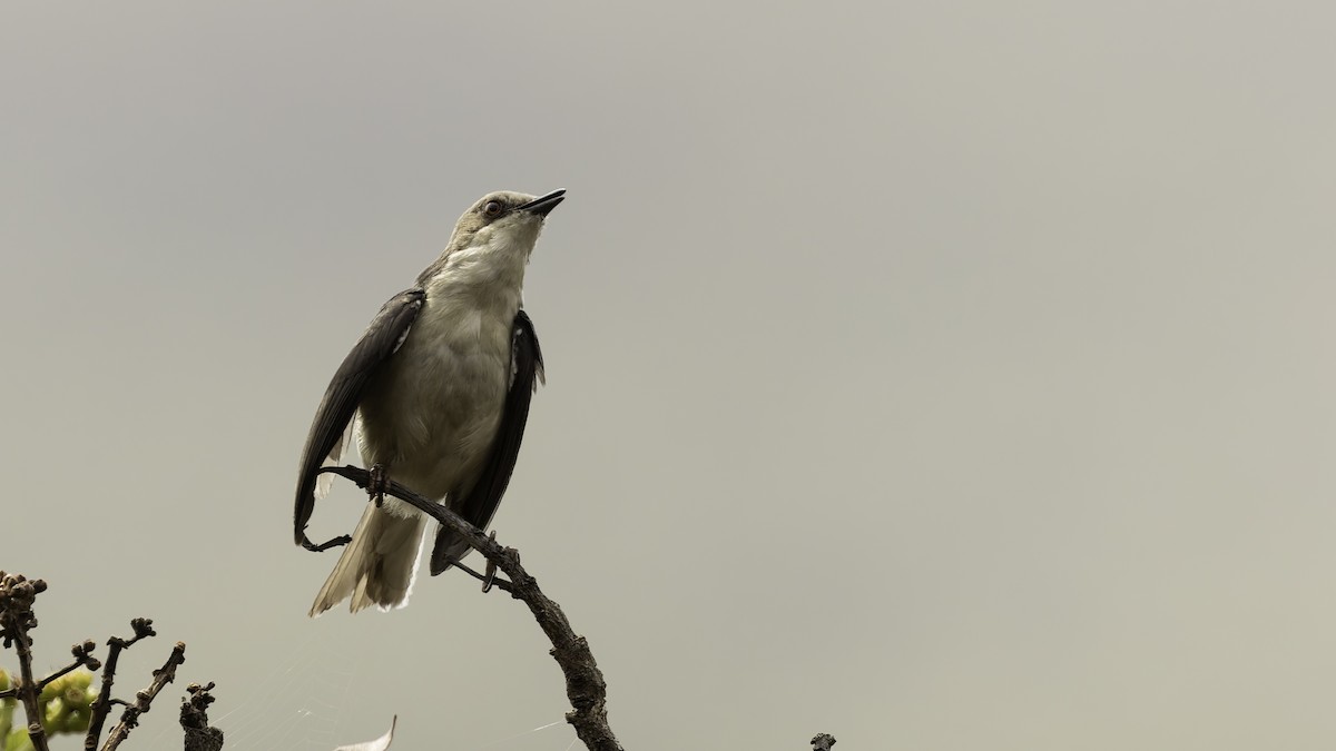 Gray Apalis (Angola) - ML622435183