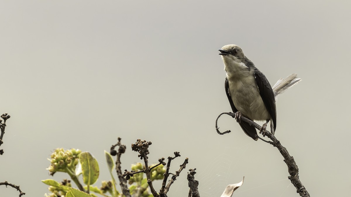 Gray Apalis (Angola) - ML622435184