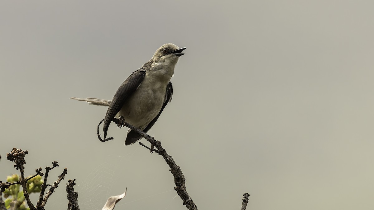 Gray Apalis (Angola) - ML622435185