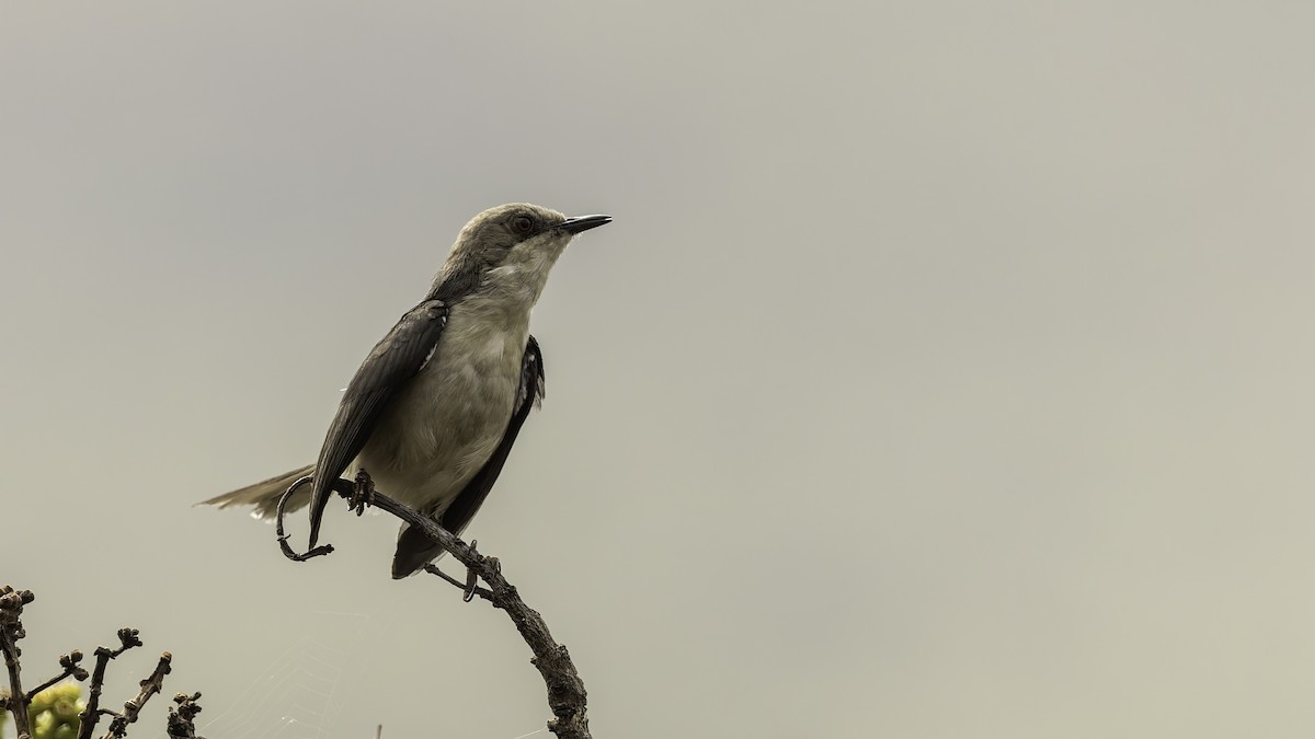 Gray Apalis (Angola) - ML622435186