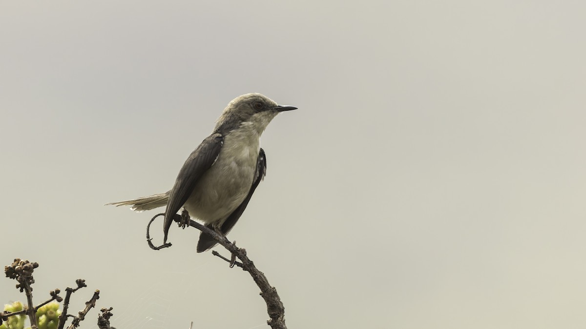 Gray Apalis (Angola) - ML622435187