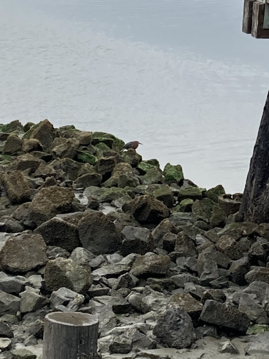 Green Heron - ML622435188