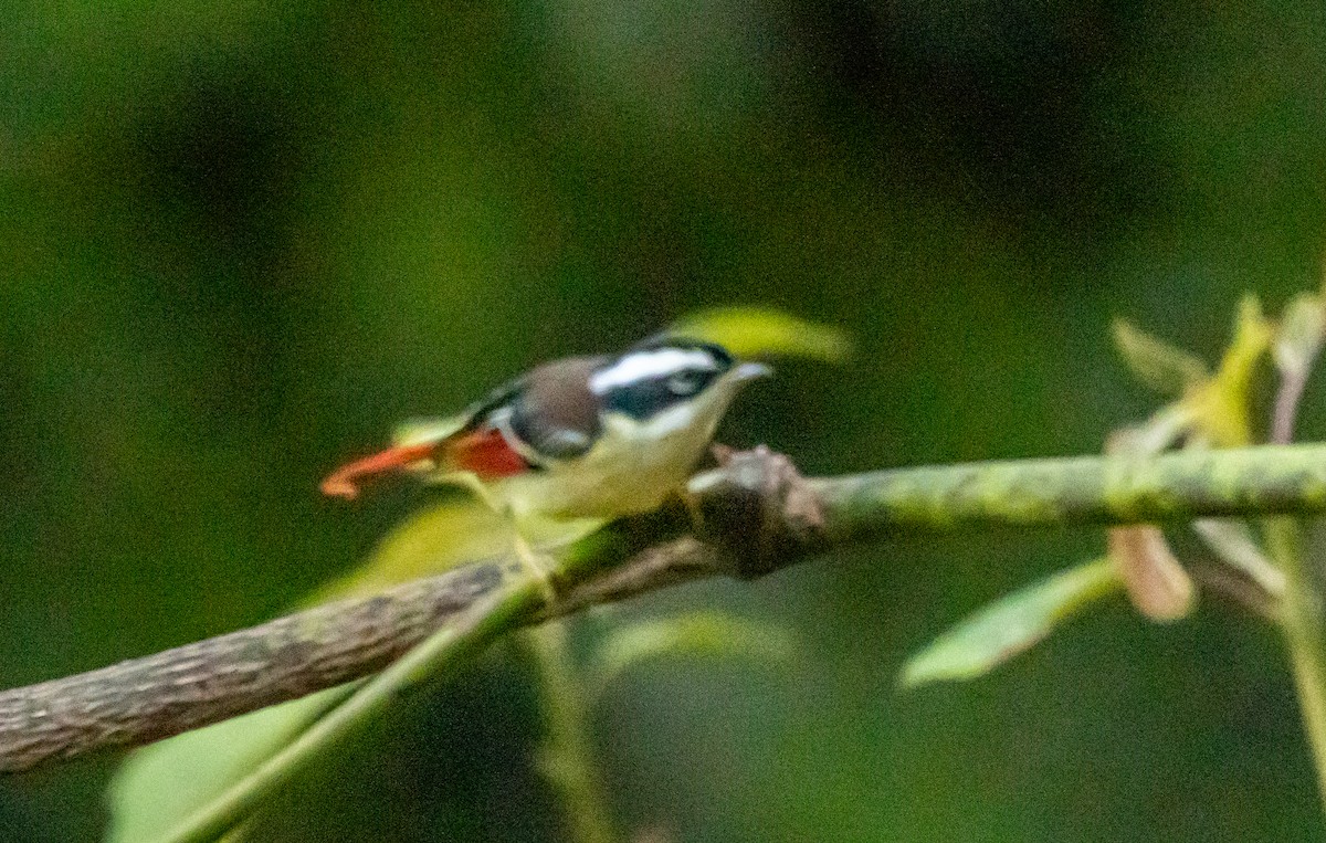 Red-tailed Minla - ML622435209