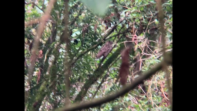 Spotted Eagle-Owl - ML622435223