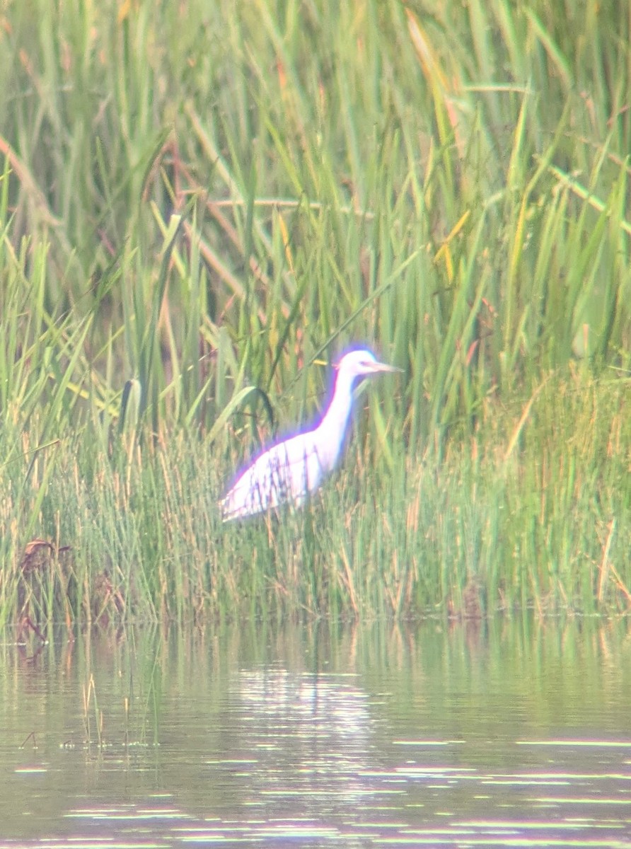 Little Blue Heron - ML622435371