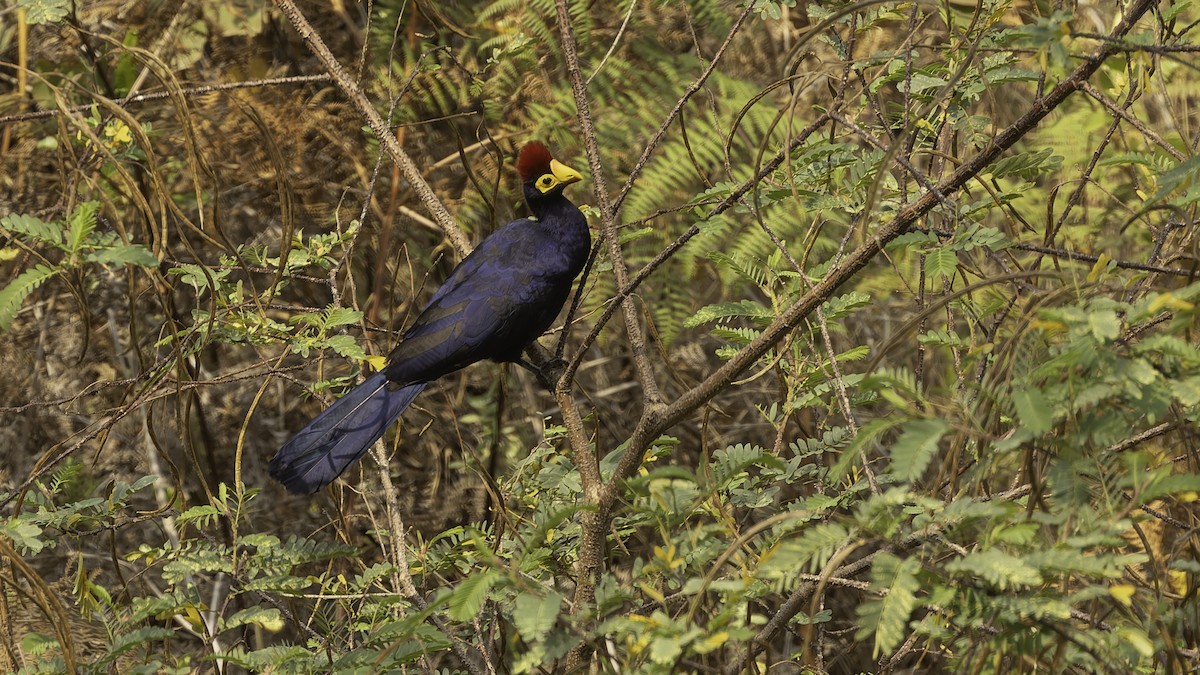 Ross's Turaco - ML622435387