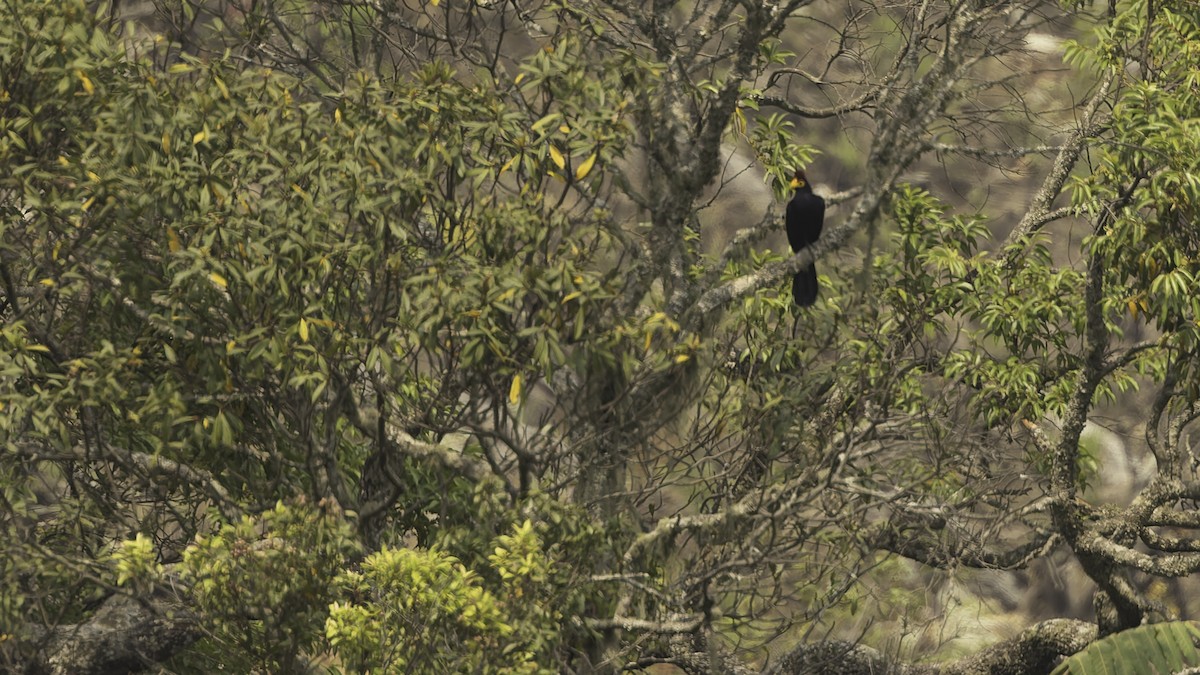 Ross's Turaco - ML622435394