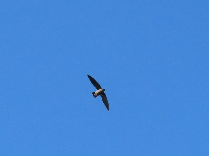 Chimney Swift - ML622435437