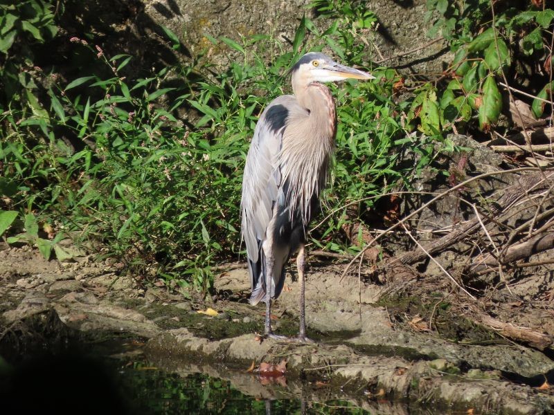 Great Blue Heron - ML622435446