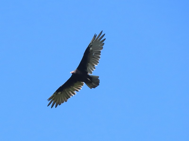 Turkey Vulture - ML622435466