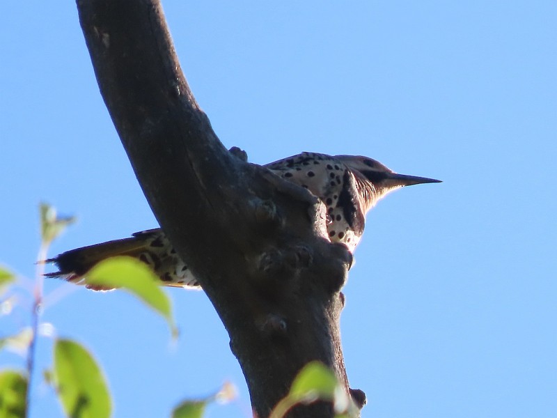 Northern Flicker - ML622435480